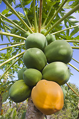 Image showing Carica Papaya