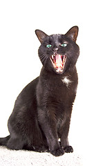 Image showing A sitting black cat (green eyes) yawns. 14MP camera