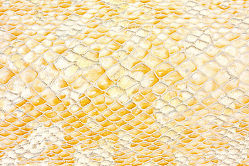 Image showing Reptile texture