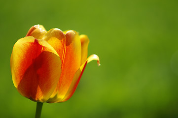 Image showing Tulip