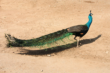 Image showing Peacock