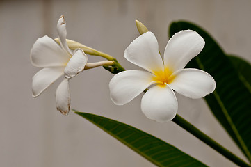 Image showing Frangipani