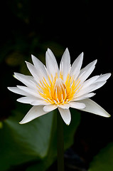 Image showing Water Lily