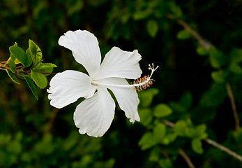 Image showing White Hibiscus