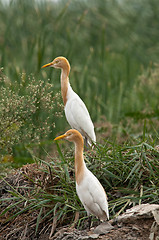 Image showing Cattle Egret