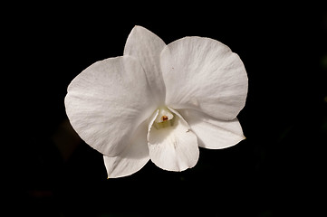 Image showing White Ochid