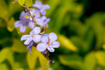 Image showing Forget me Not