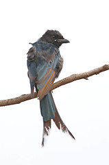 Image showing Drongo