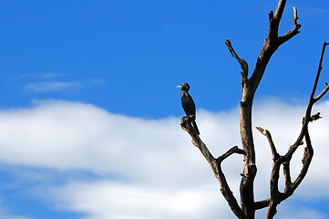 Image showing Cormorant