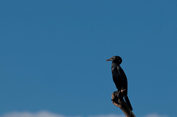 Image showing Cormorant