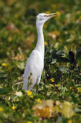 Image showing Egret