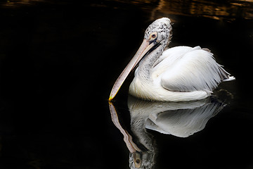 Image showing Pelican