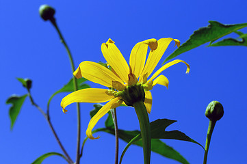 Image showing Coreopsis Moonbeam