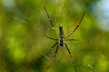 Image showing Giant Wood Spider