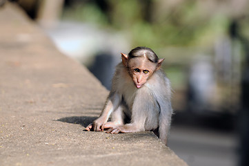 Image showing Bonnet Macaque