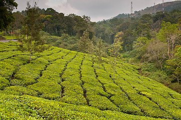 Image showing Tea Plantation