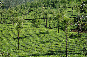 Image showing Tea Plantation