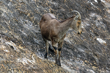 Image showing Nilgiri Tahr