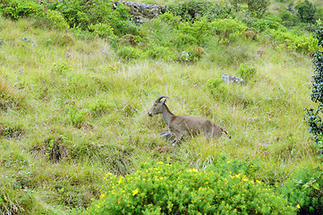 Image showing Nilgiri Tahr