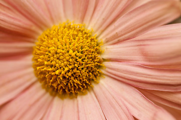 Image showing Helichrysum Paper daisy 