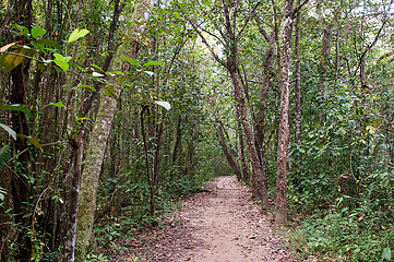 Image showing Woods