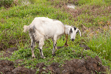 Image showing Goat