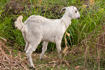 Image showing Goat