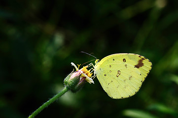 Image showing Yellow