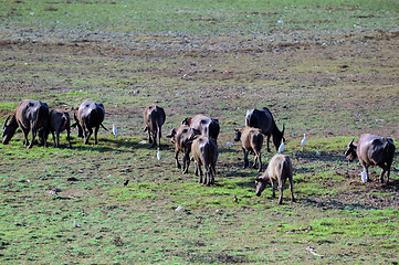 Image showing Cattle