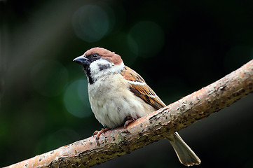 Image showing Sparrow