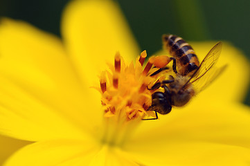 Image showing Bee