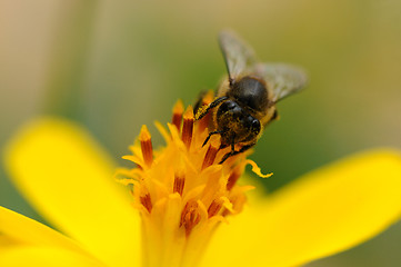 Image showing Bee