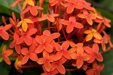 Image showing ixora