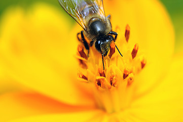 Image showing Bee