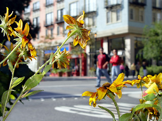 Image showing Sunny day in a city