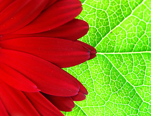 Image showing Gerber on the leaf background