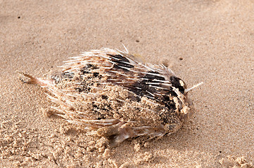 Image showing dead Fish