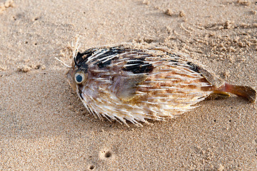 Image showing dead Fish