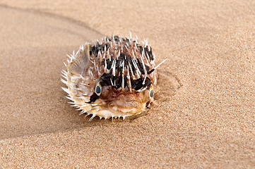 Image showing Dead Fish