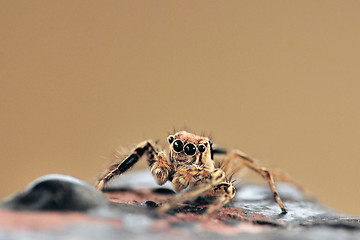 Image showing Jumping Spider