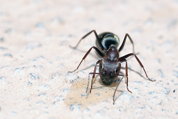 Image showing Honey pot Ants