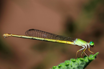 Image showing Damselfly