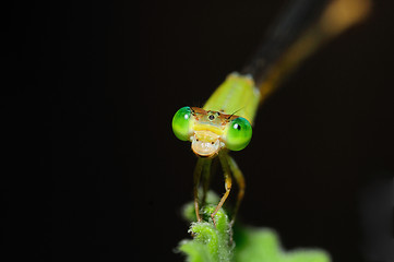 Image showing Damselfly