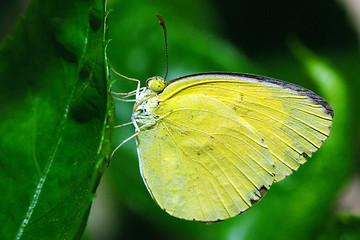 Image showing yellow