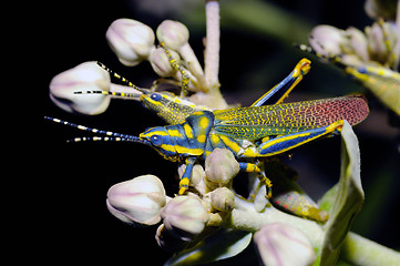 Image showing Painted Grasshopper