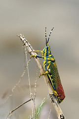 Image showing Painted Grasshopper