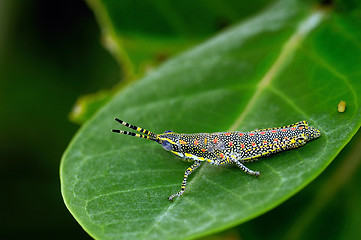 Image showing Painted Grasshopper