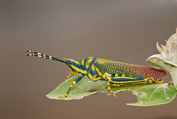 Image showing Painted Grasshopper
