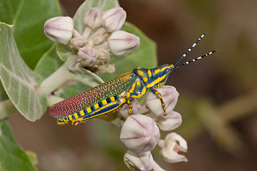 Image showing Painted Grasshopper