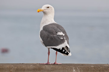 Image showing Sea Gull